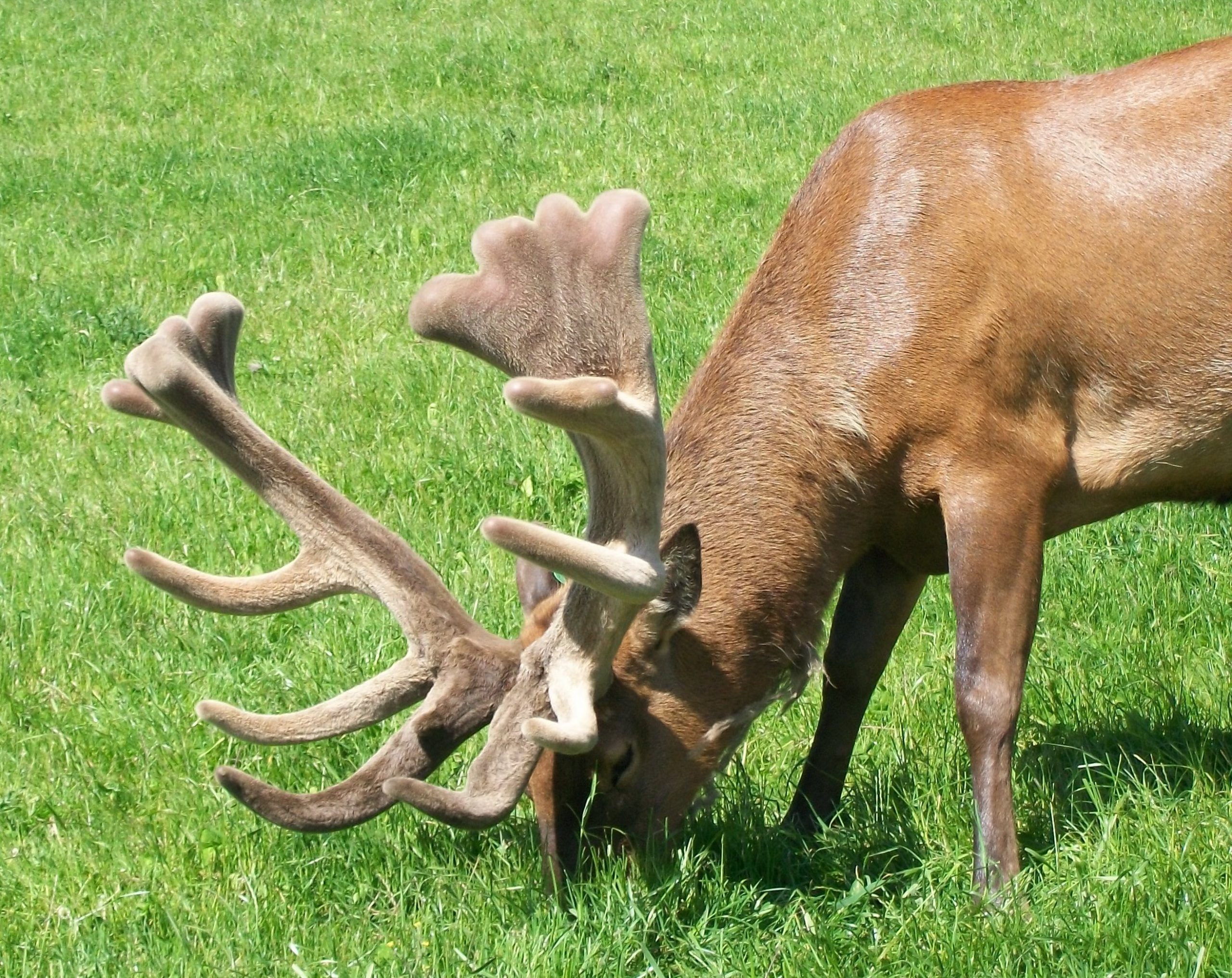 Farmer recognises poached stag in hunting contest - Greymouth Star